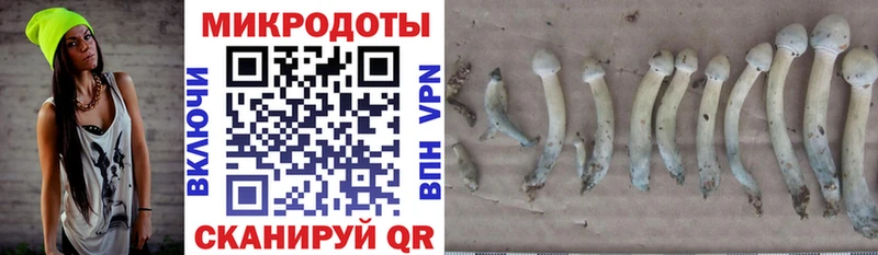 Купить где  Приволжский  Псилоцибиновые грибы прущие грибы 